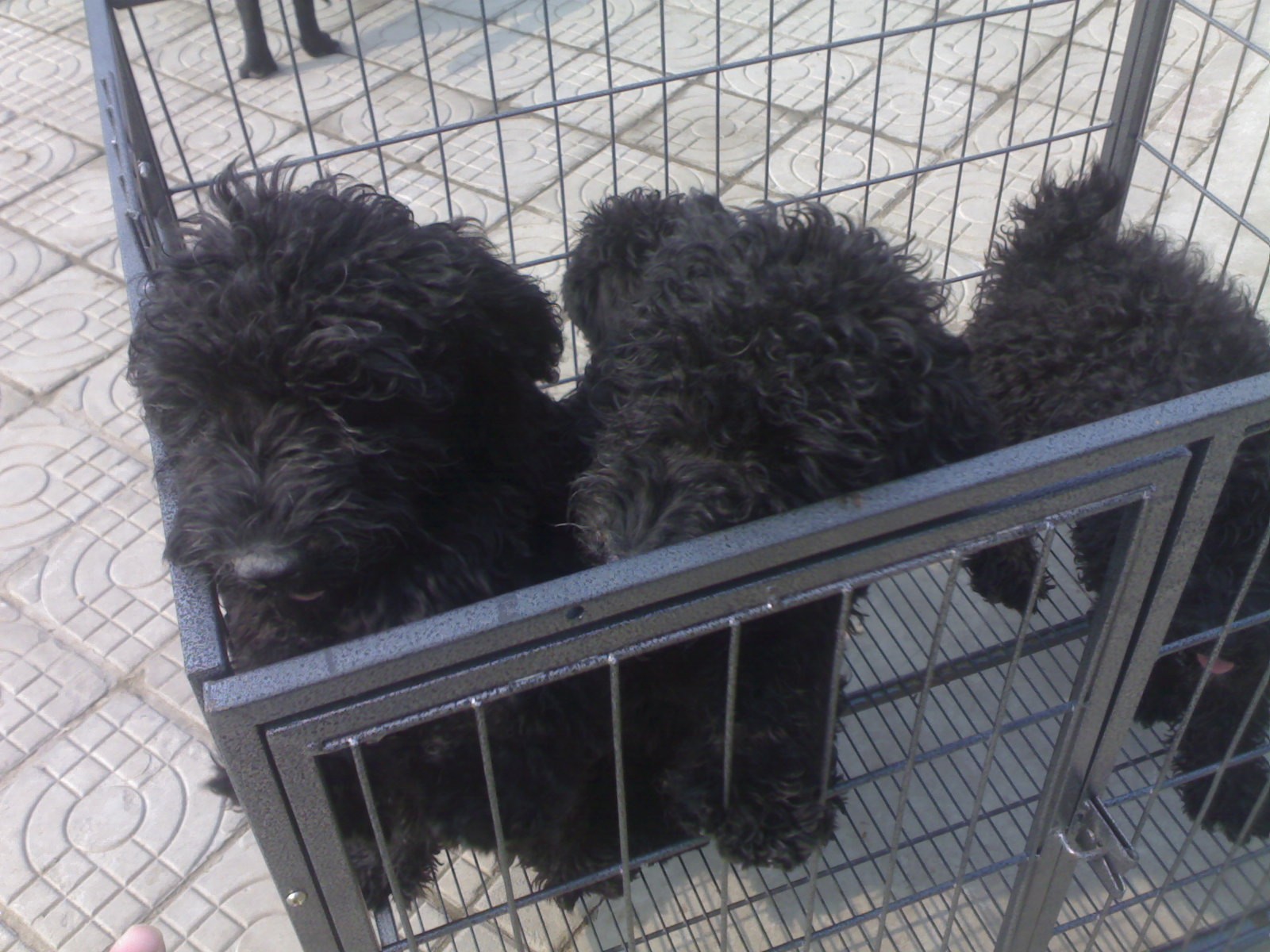  p>凯利蓝梗是原产于爱尔兰的中型犬种,以其一身典型的蓝色皮毛著称.