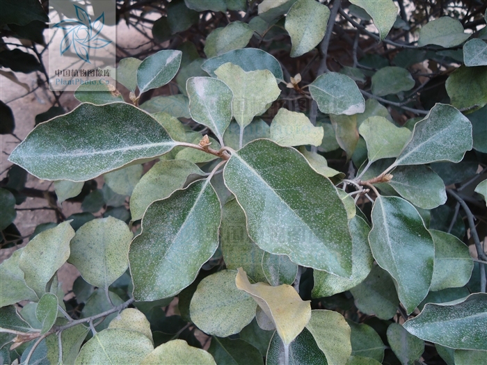  p>大叶胡颓子又称圆叶胡颓子,是属于 a href="#" data-lemmaid="