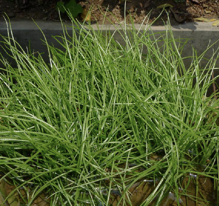  p>中华水韭(学名: i>isoetes sinensis  /i>palmer)是水韭科水韭属