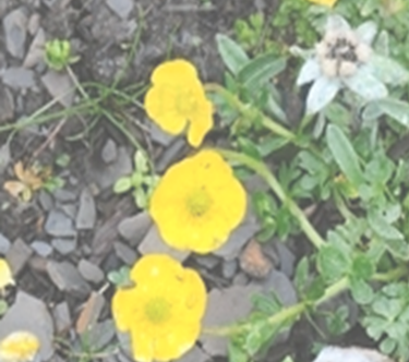 西藏鸡爪草花