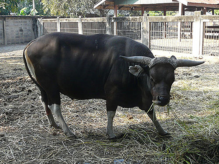 ="gnbl22iq5j">爪哇野牛(学名: i>bos javanicus /i>)是牛科,牛属动物