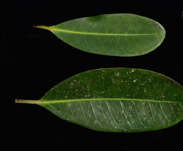  p>钝叶榕(学名: i>ficus curtipes  /i>corne