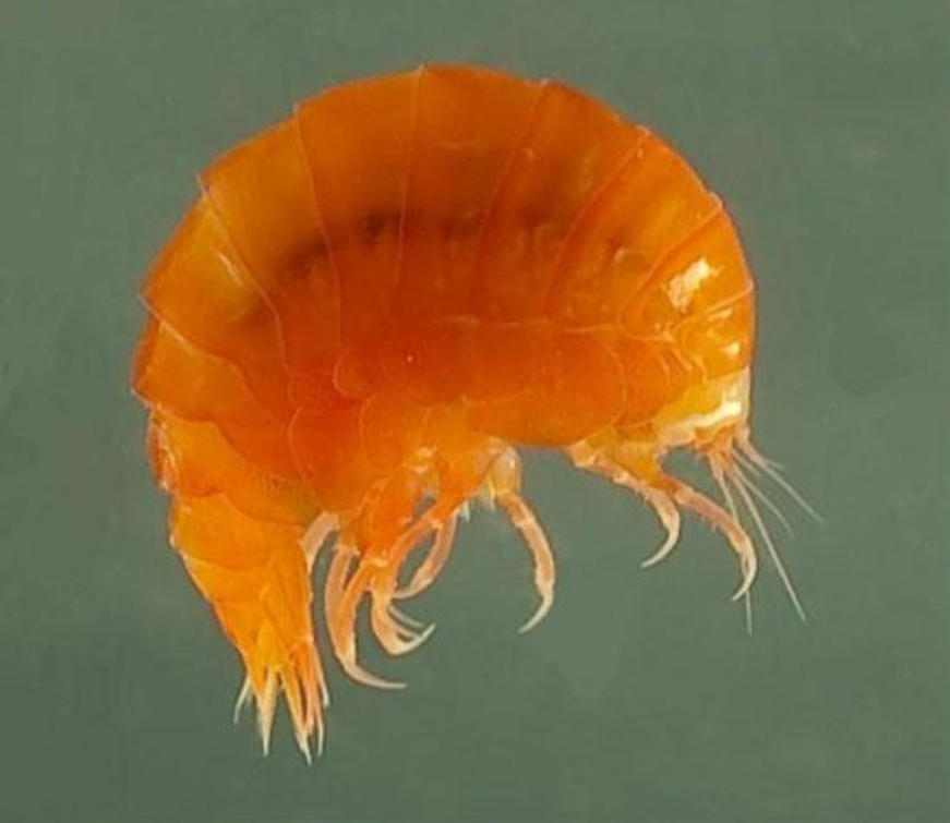  p>介虫亦称"甲虫",我国古代所称的" a target=