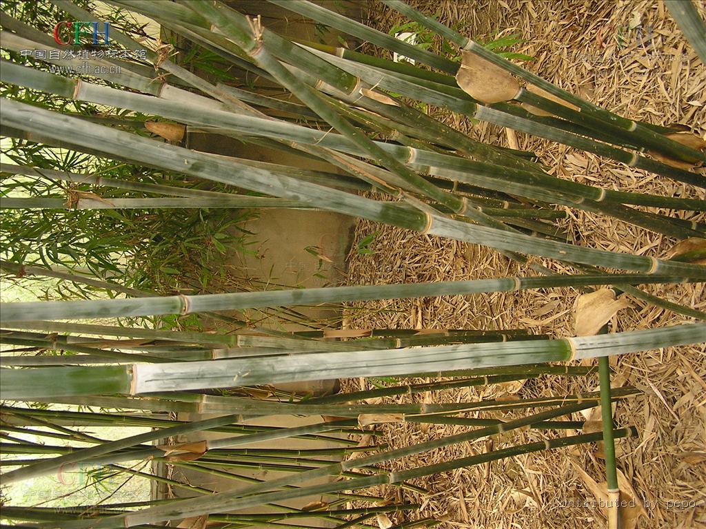  p>单竹(学名: b> i>bambusa cerosissima mccl