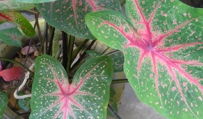  p>五彩芋属,学名caladium vent.