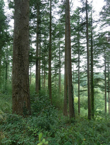  p>花旗松(学名: i>pseudotsuga /i>  i>menziesii /i>  (mirb.