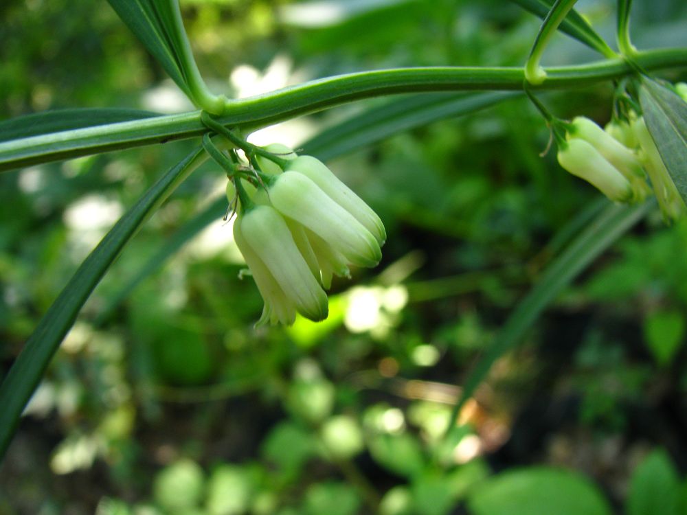ex redoute)是百合科,黄精属植物.