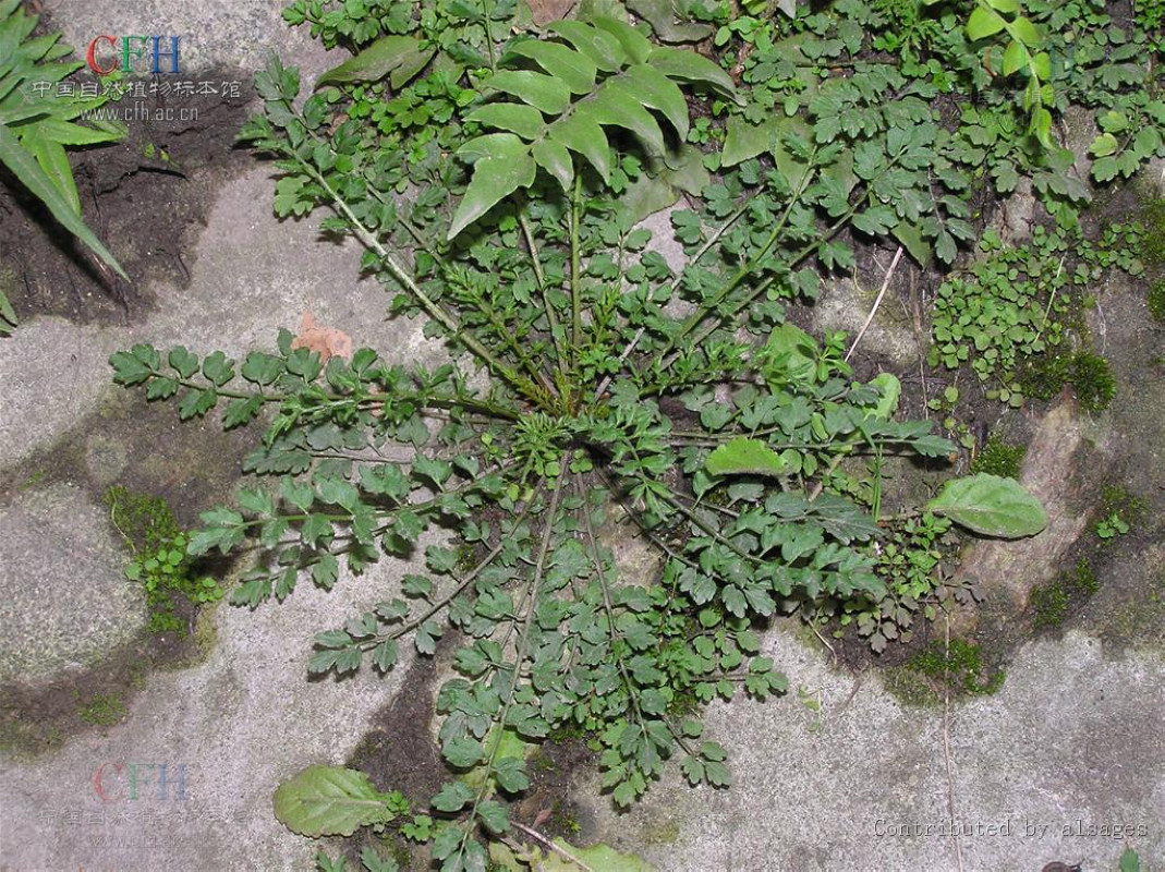  p>高河菜属(学名: b>megacarpaea /b>&nbsp;dc.