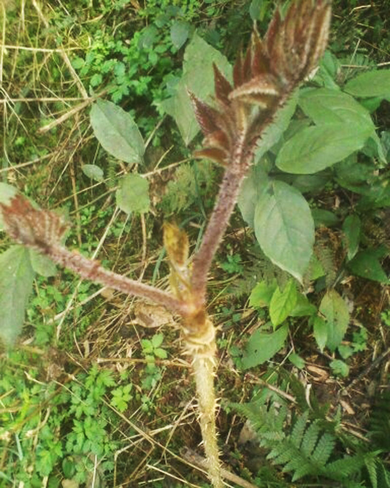  p>楤木根,为五加科植物 a href="#">楤木 /a>的根或根皮,有药用价值.