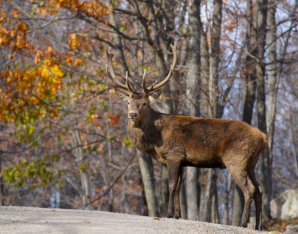  p>加拿大马鹿(学名: i>cervus canadensis canadens