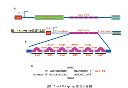 微小RNA_百度百科