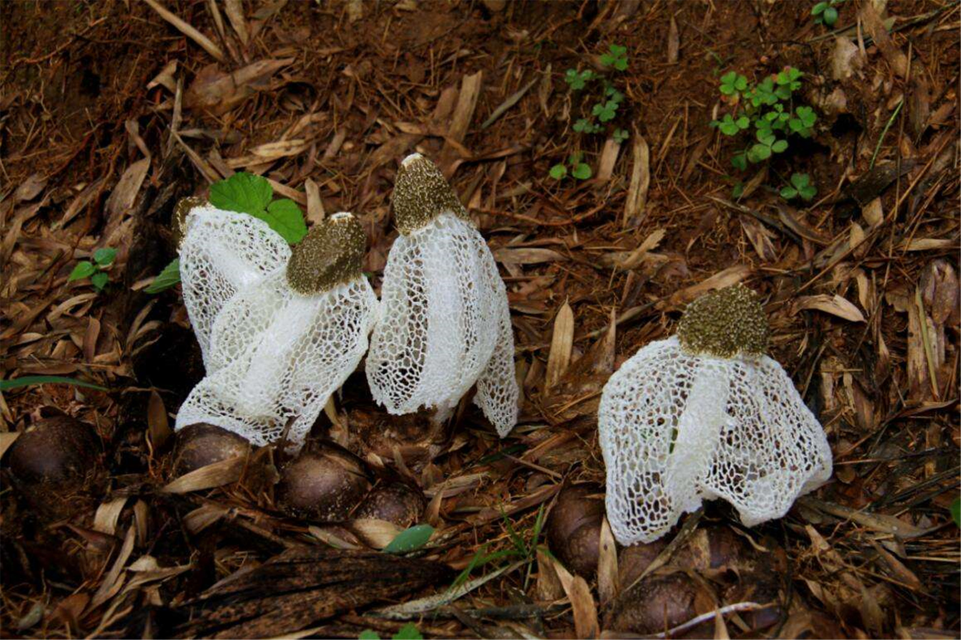 ex pers) fisch)又名竹笙,竹参,常见并可供食用