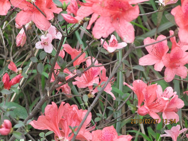  p> b>高原犁头尖 /b>(学名: i>typhonium diversifolium) /i>是