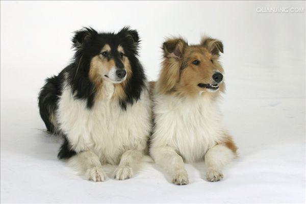 牧羊犬