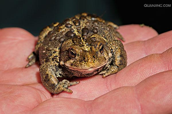  p>蟾蜍,也叫 a target="_blank" href="/item/蛤蟆">蛤蟆 /a>há ma