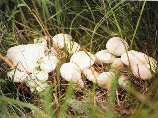  p data-id="gocu98la3d">口蘑是生长在蒙古草原上的一种白色伞菌属