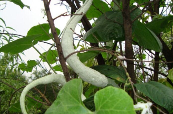  p>蛇瓜(拉丁学名: i>trichosanthes anguina  /i>l.