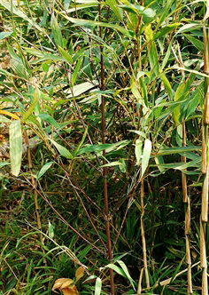  p>刺黑竹(学名: i>chimonobambusa neopurpurea /i> yi )是禾本科,寒