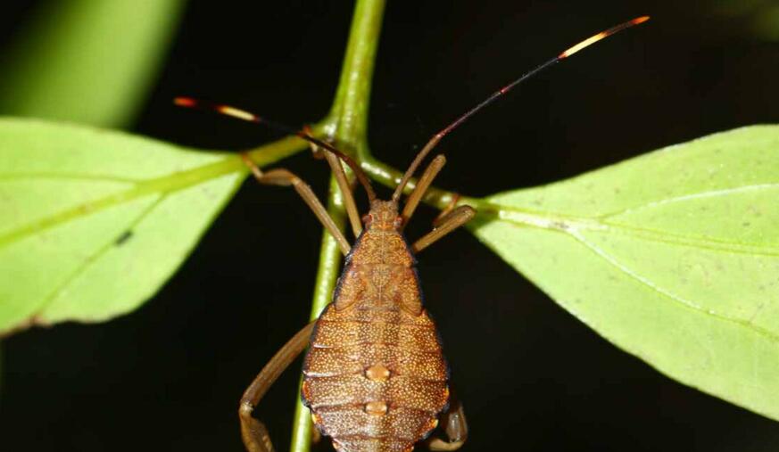 id="9384714">异翅亚目 /a>(heteroptera)姬蝽科(nabidae)昆虫的通称