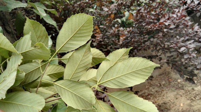  p>大果青冈(学名: i>cyclobalanopsis rex /i> (hemsl.) schott.