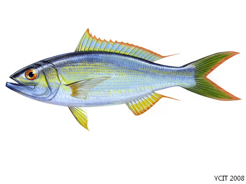 红叉尾鲷