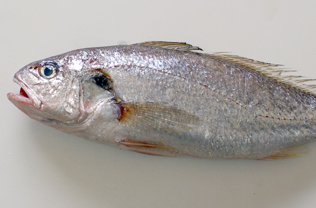  p>白姑鱼(学名: i>pennahia argentata /i>)是石首鱼科,白姑鱼属鱼类