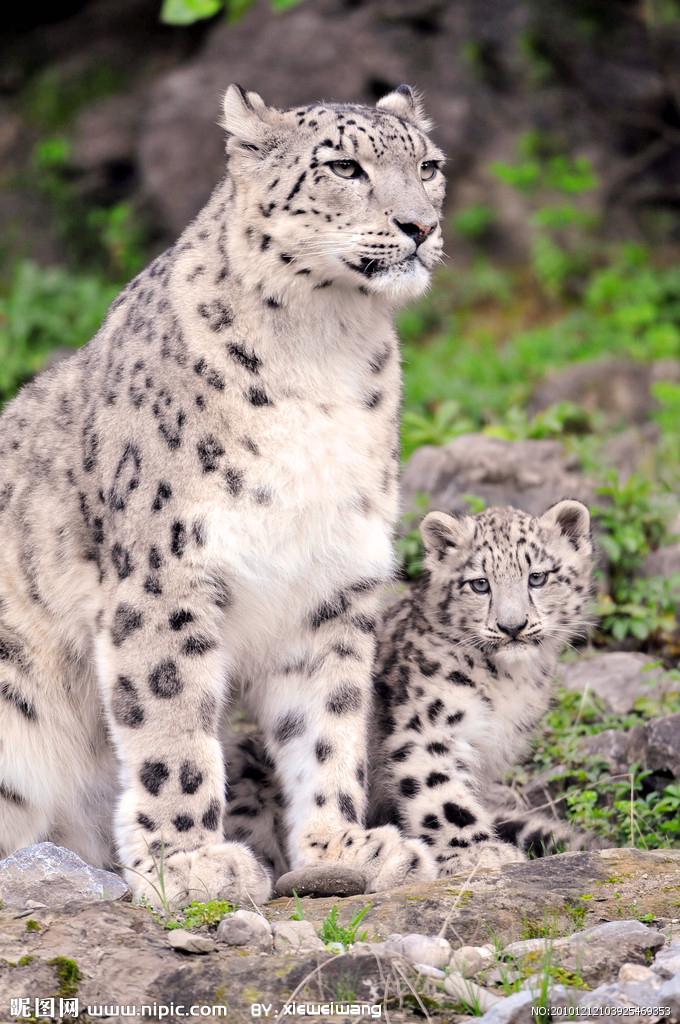  p>雪豹(panthera uncia 或 uncia uncia,英语:snow leopard),是一种