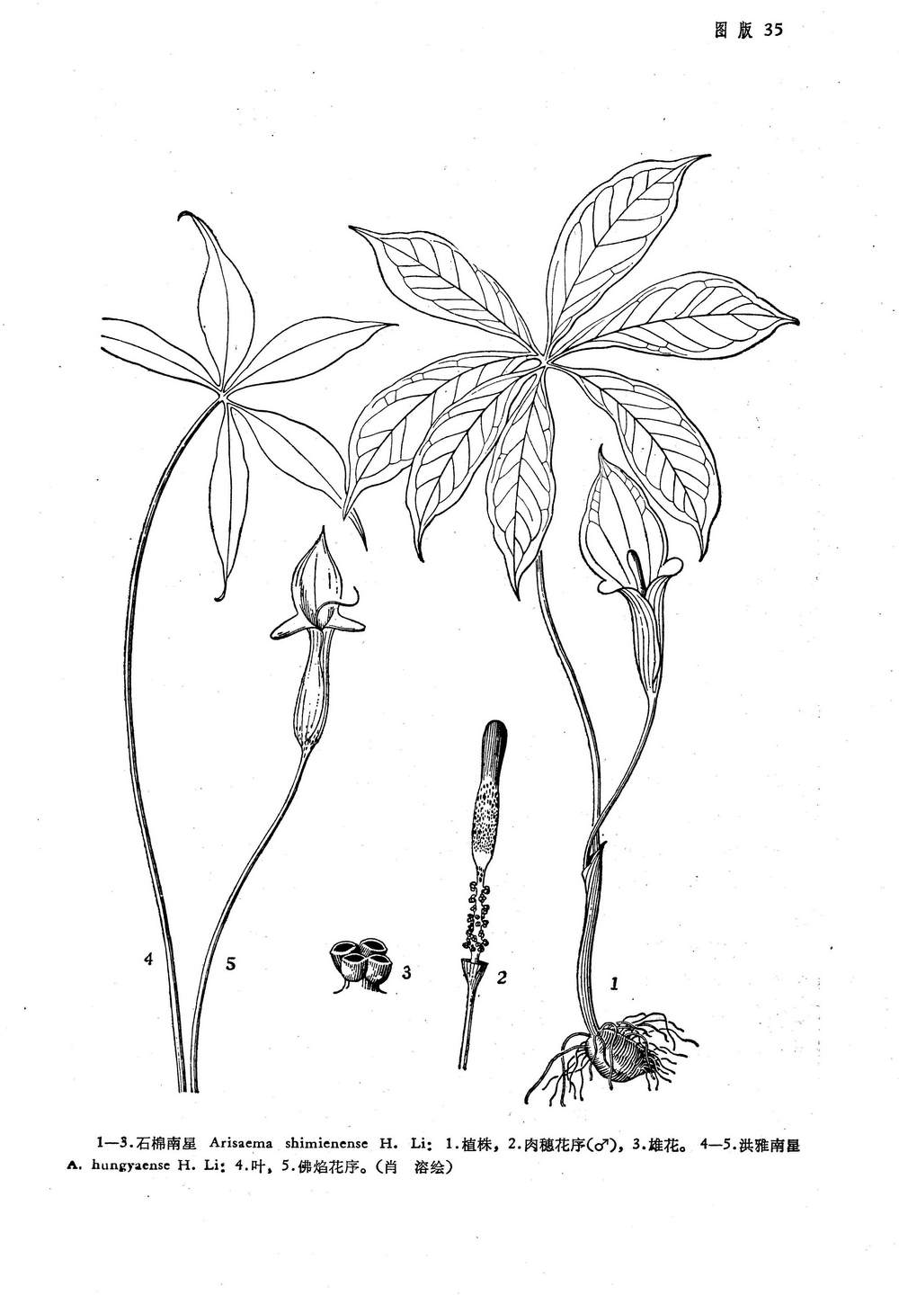  p>石棉南星,是 a target="_blank" href="/item/天南星科/6721720"