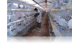 东达蒙古王集团