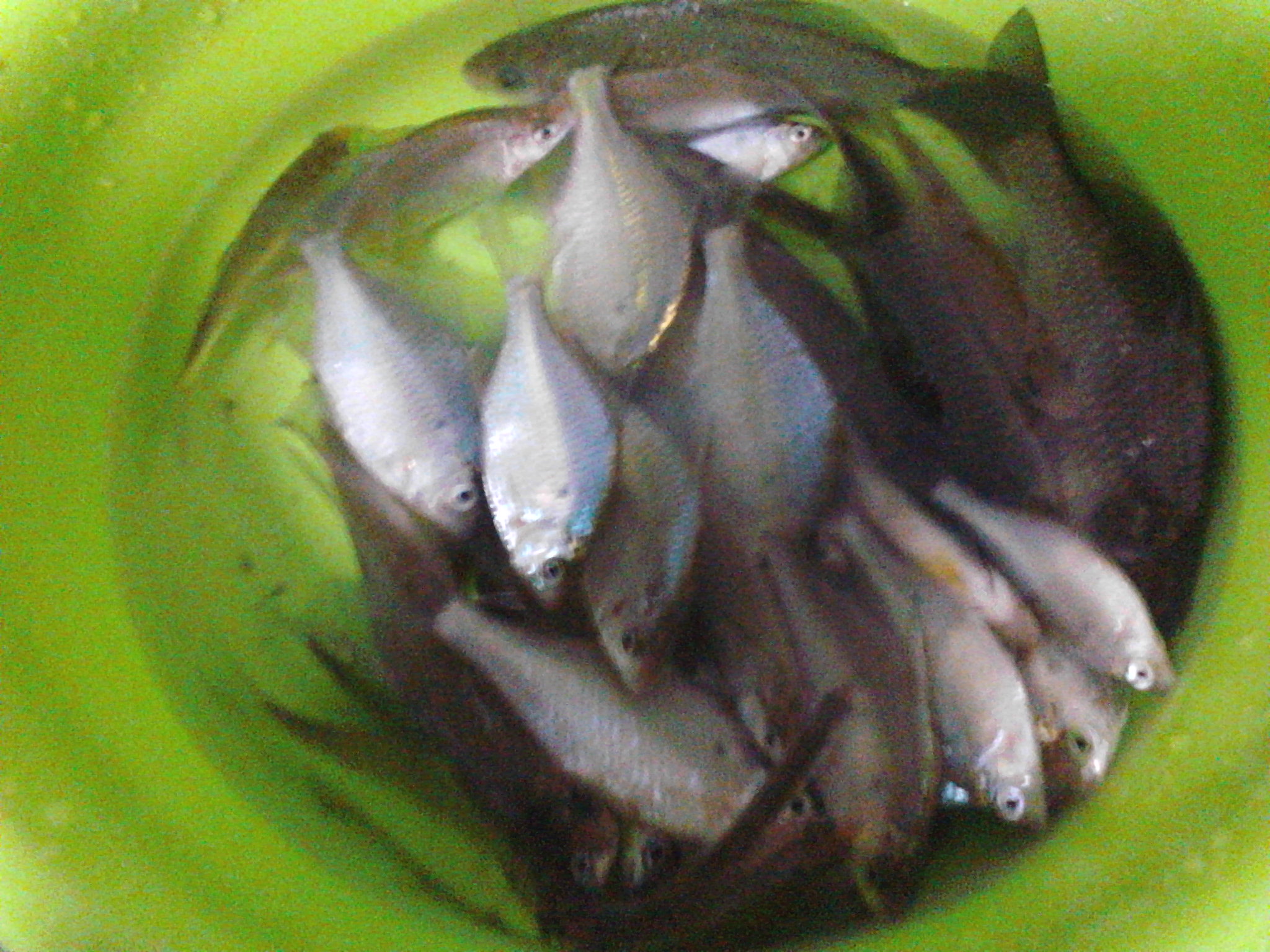  p>旁皮鱼,学名长身鱊, 属 a target="_blank