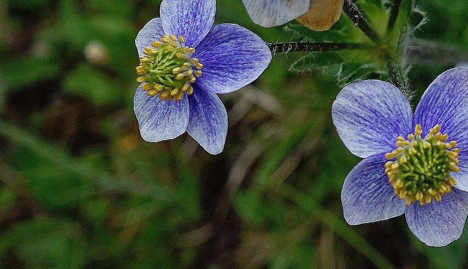  p>展毛银莲花(学名:anemone demissa hook.f.