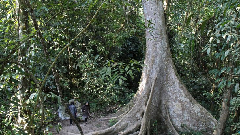 是四数木科四数木属植物,落叶大乔木,高25-45米,枝下高20-35米,树干