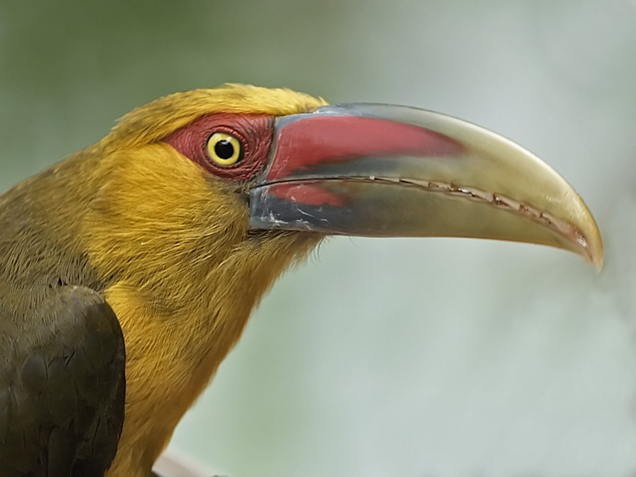  p>橘黄巨嘴鸟(学名: i>pteroglossus bailloni) /i>是一种中型 a