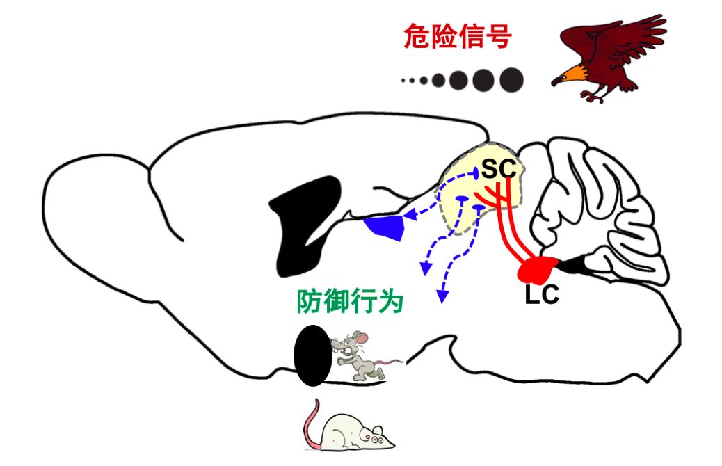 恐惧来袭：大脑如何选择最适宜的防御策略？_百科TA说