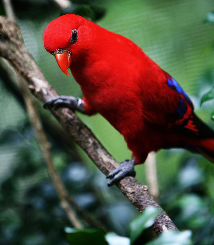 红色吸蜜鹦鹉
