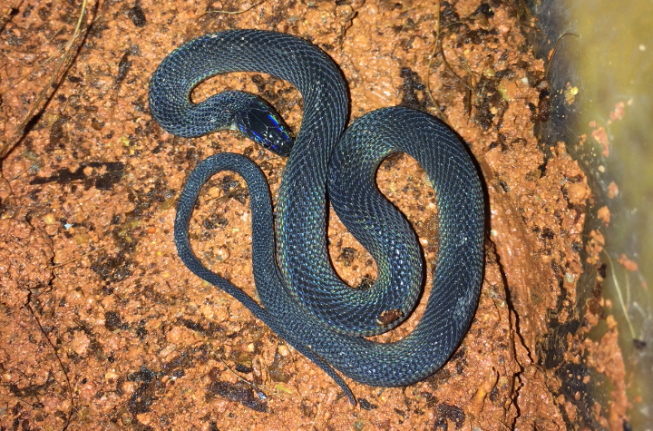  p>黑脊蛇(学名:achalinus spinalis)是游蛇科,脊蛇属的爬行动物.