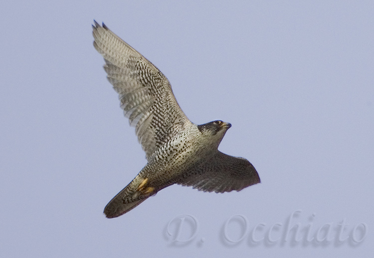  p>矛隼(学名: i>falco rusticolus /i>):是隼科的一种,体长60厘米