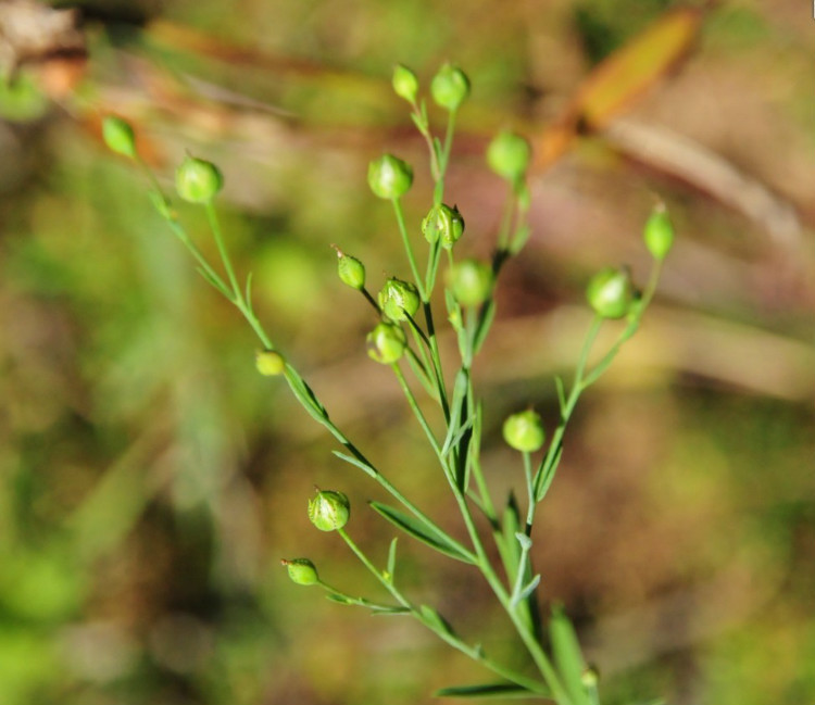  p>野亚麻荠 ,属 a target="_blank" href="/item/被子植物门/229000"