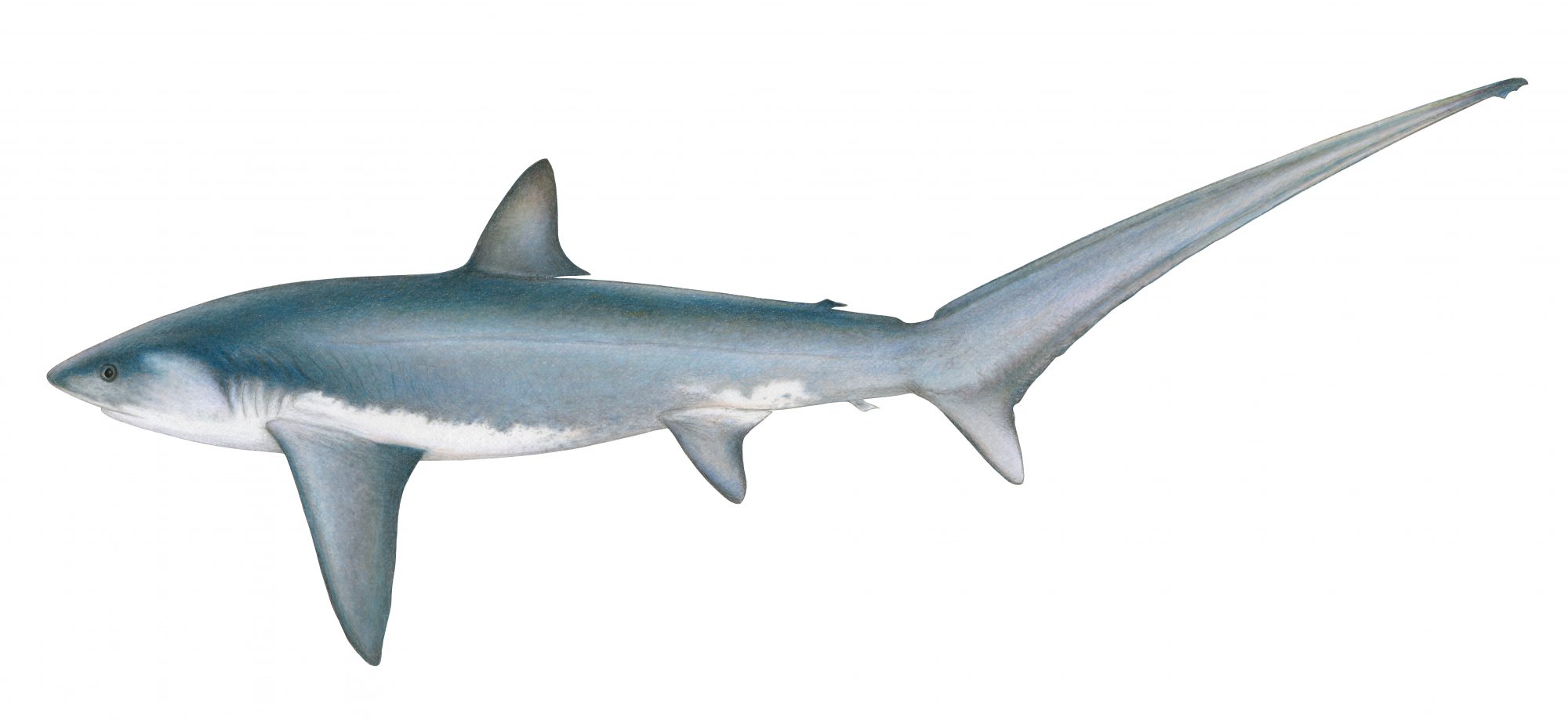 common thresher shark