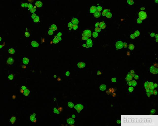  p>吖啶橙(acridine orange)3,6-(二甲胺基) a href="#" data-lemmaid