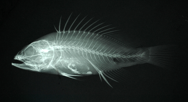 anyperodon leucogrammicus