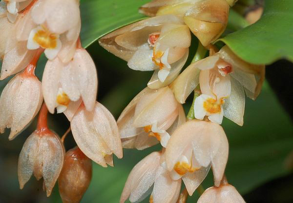  p>节茎石仙桃(学名: i>pholidota articulata  /i> lindl.
