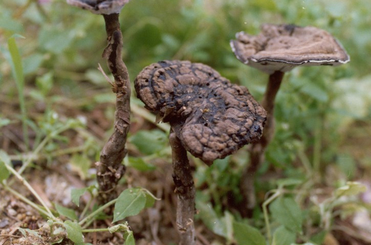  p>黑假芝,担子果一年生,有柄,木栓质.
