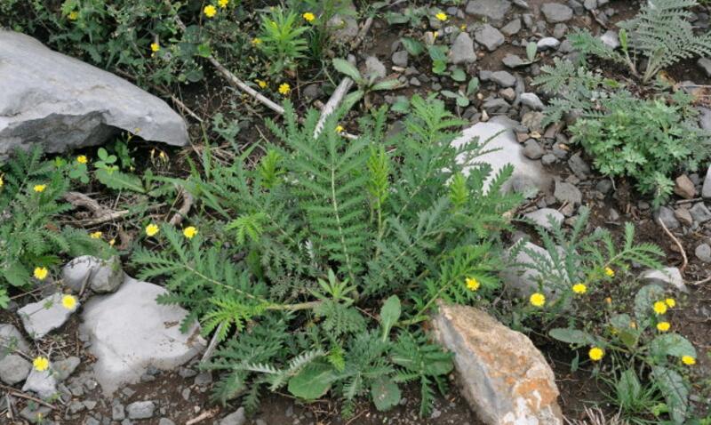  p data-id="gn91l2u81v"> b>狭叶委陵菜 /b>(学名: i>potentilla