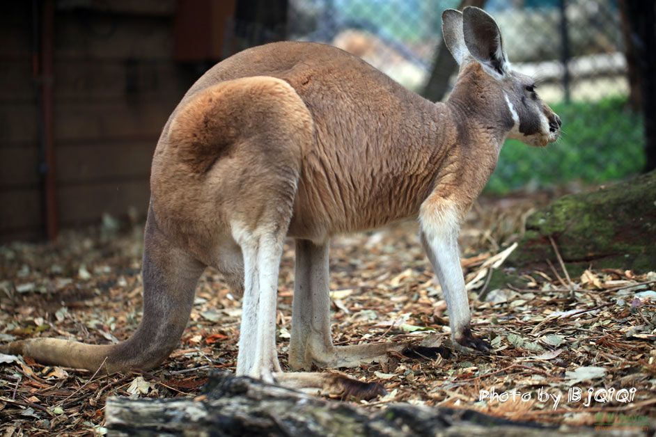  p>沙袋鼠(wallaby)是 袋鼠科( i>macropodidae /i>)几种中等大小的有