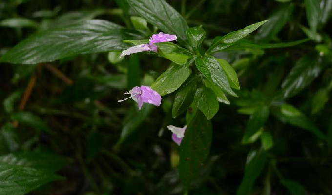  p>狗肝菜属,所属植物界,属爵床科,分布于热带和亚热带地区,我国有1-2