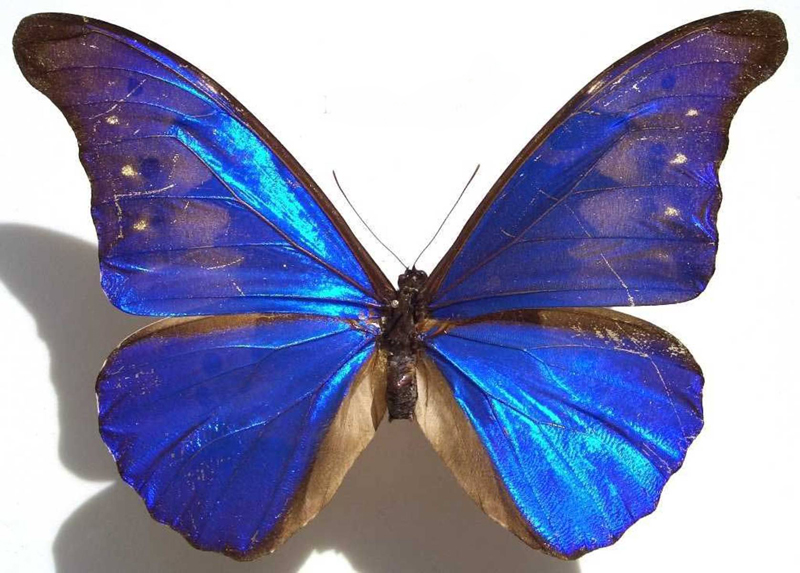  p>尖翅蓝闪蝶,(学名:morpho rhetenor),鳞翅目