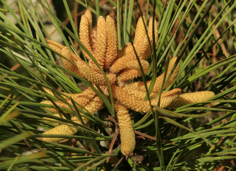 pinus taeda l.