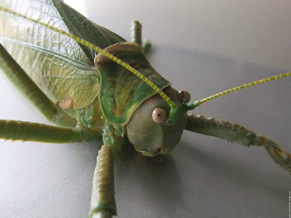 中文名为帝王螽斯,也是世界上最大的纺织娘螽斯,俗称:巨型椰子螽斯,鸣