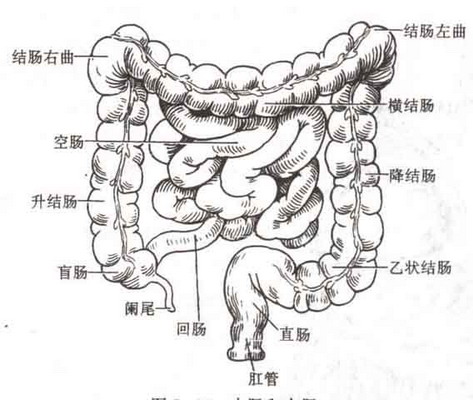  p>肠道是人体重要的消化器官.